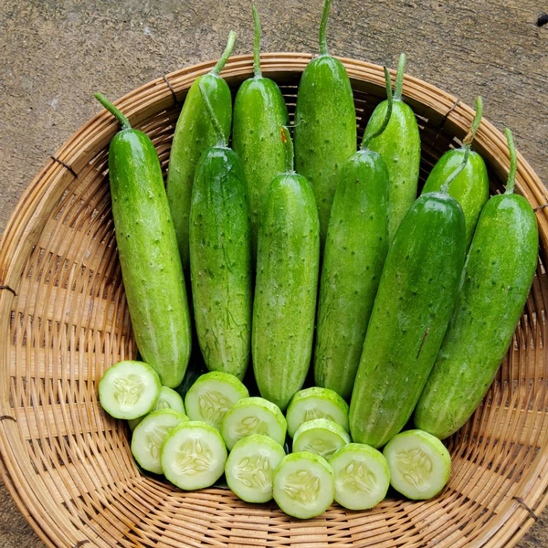 เมล็ดพันธุ์แตงกวา