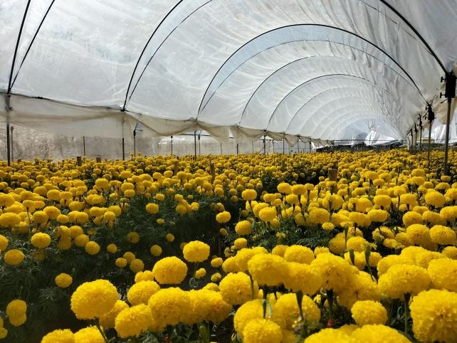 Seed Production