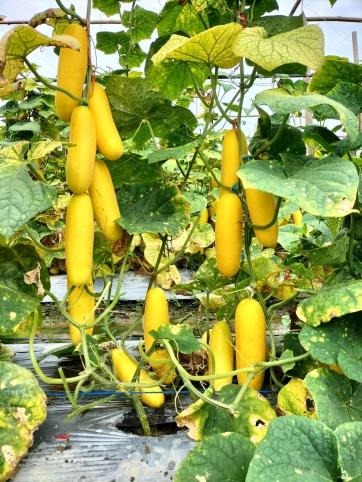 After Pollinated