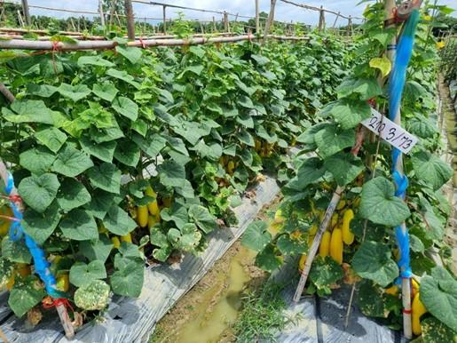 Seed Production of Cucurbitaceae